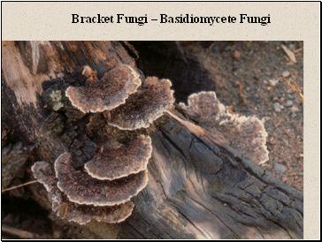 Bracket Fungi  Basidiomycete Fungi