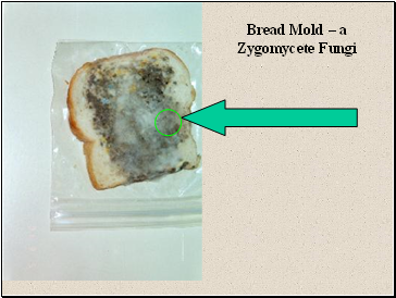 Bread Mold  a Zygomycete Fungi