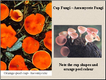 Cup Fungi  Ascomycete Fungi