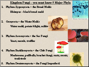 Kingdom Fungi  you must know 5 Major Phyla
