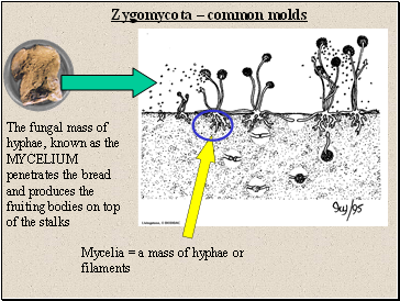 Zygomycota  common molds