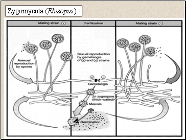 Zygomycota (Rhizopus)