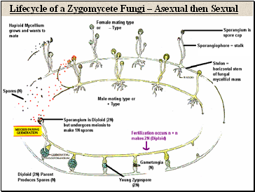 Lifecycle of a Zygomycete Fungi  Asexual then Sexual