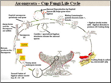 Ascomycota  Cup Fungi Life Cycle