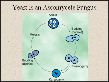 Yeast is an Ascomycete Fungus