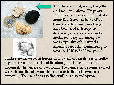 Truffles are round, warty, fungi that are irregular in shape. They vary from the size of a walnut to that of a man's fist. Since the times of the Greeks and Romans these fungi have been used in Europe as delicacies, as aphrodisiacs, and as medicines. They are among the most expensive of the world's natural foods, often commanding as much as $250 to $450 per pound.