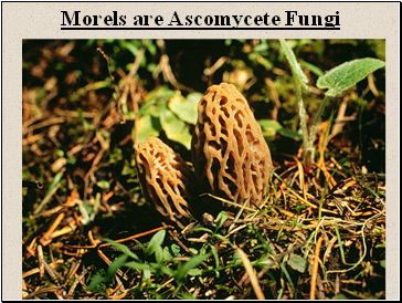 Morels are Ascomycete Fungi