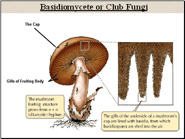 Basidiomycete or Club Fungi