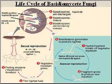 Life Cycle of Basidiomycete Fungi