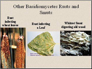 Other Basidiomycetes Rusts and Smuts