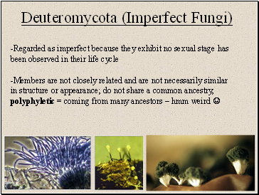 Deuteromycota (Imperfect Fungi)
