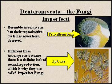 Deuteromycota  the Fungi Imperfecti