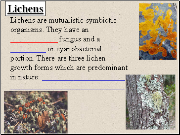 Lichens