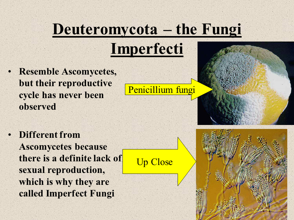 Ascomycota – Cup Fungi Life Cycle