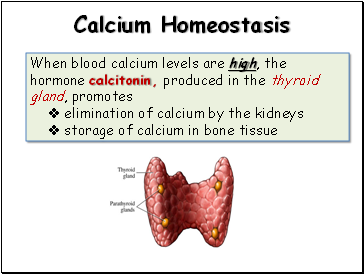 Calcium Homeostasis