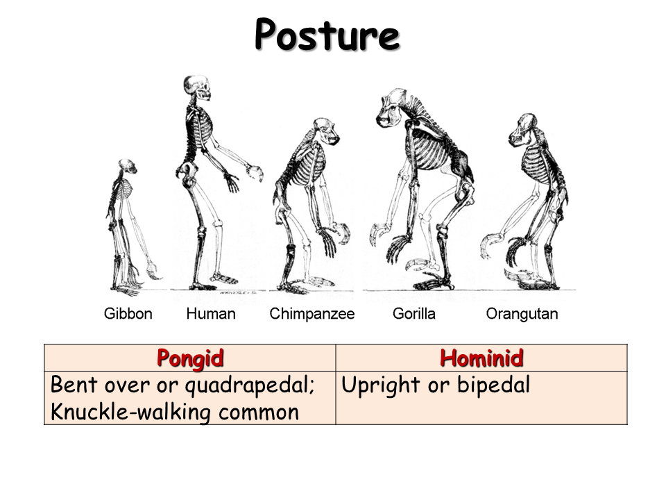 Skeletal Posture Pictures 69