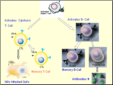 The Pathway of Specific Immune Response