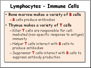 Lymphocytes  Immune Cells