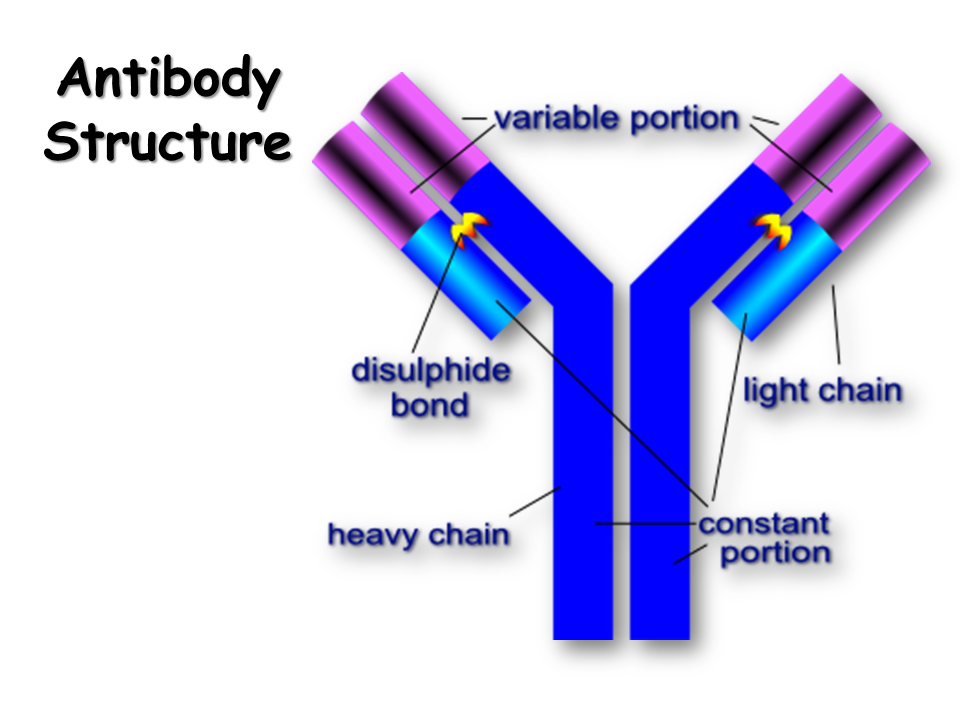 Immune System Presentation Biology
