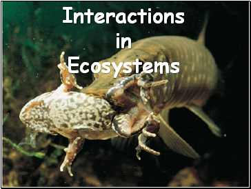 Interactions in Ecosystems