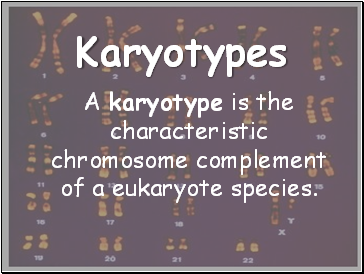 Karyotypes