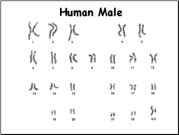 male human biology karyotypes