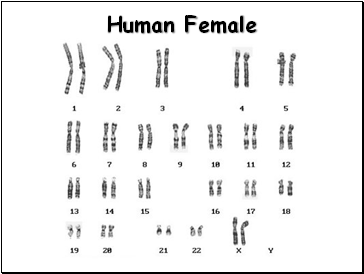 Human Female