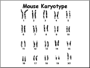 Mouse Karyotype