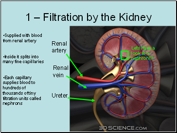 1  Filtration by the Kidney