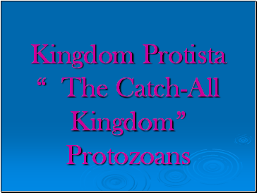 Kingdom Protista  The Catch-All Kingdom Protozoans