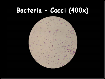 Bacteria  Cocci (400x)