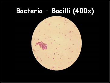 Bacteria  Bacilli (400x)