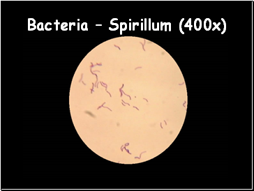 Bacteria  Spirillum (400x)