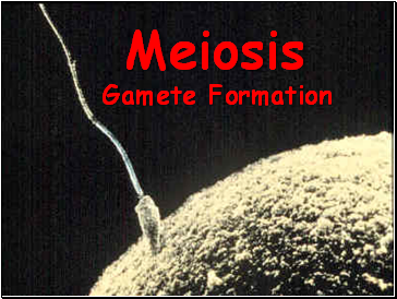 Meiosis Gamete Formation