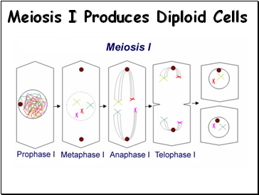 Meiosis I Produces Diploid Cells