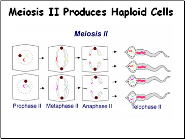 Meiosis II Produces Haploid Cells