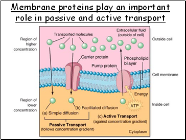 Membrane proteins play an important role in passive and active transport