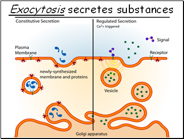 Exocytosis secretes substances