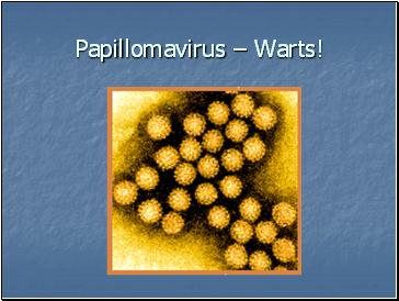 Papillomavirus  Warts!