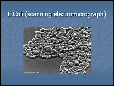E.Coli (scanning electromicrograph)