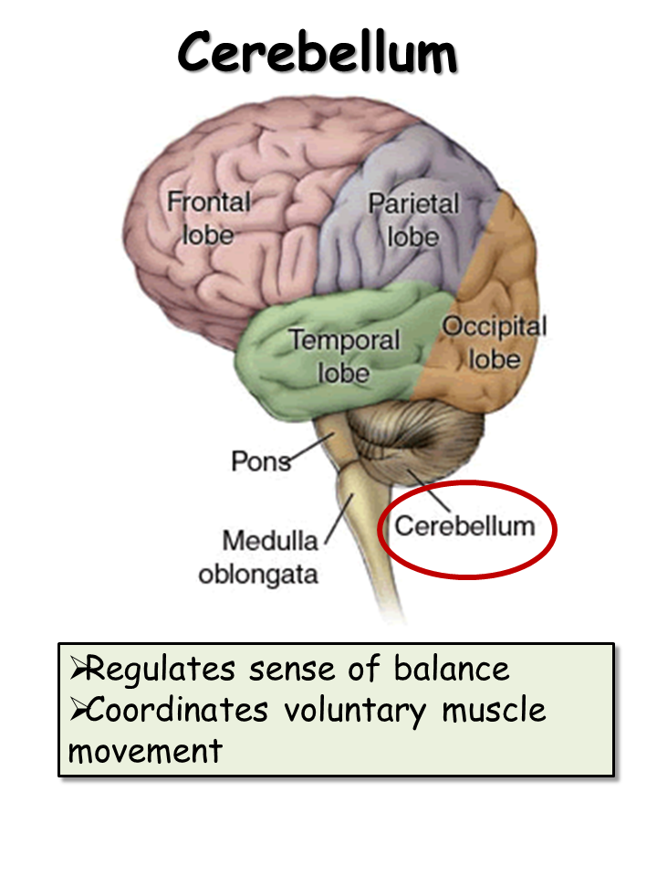 Nervous System - Presentation Biology - SliderBase