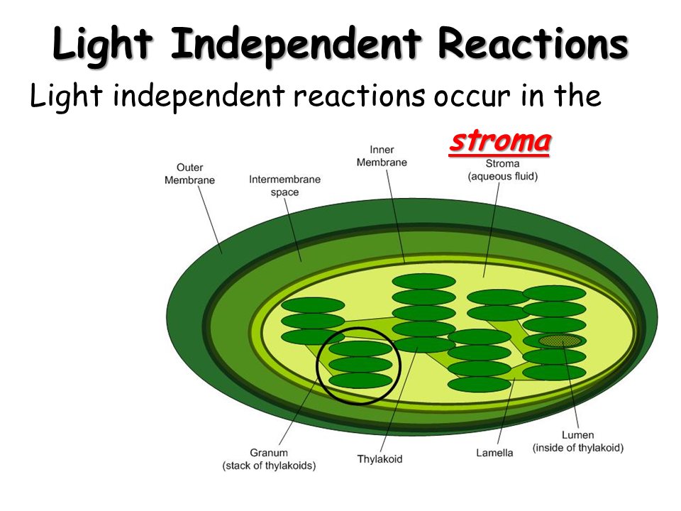 Photosynthesis Presentation Biology