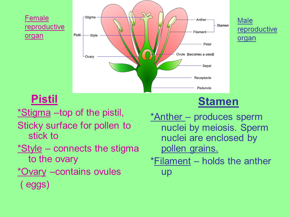 Reproduction in Flowering Plants - Presentation Biology
