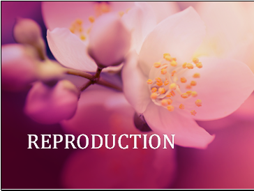 Reproduction in plants