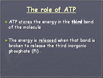 The role of ATP