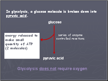 In glycolysis, a glucose molecule is broken down into pyruvic acid.