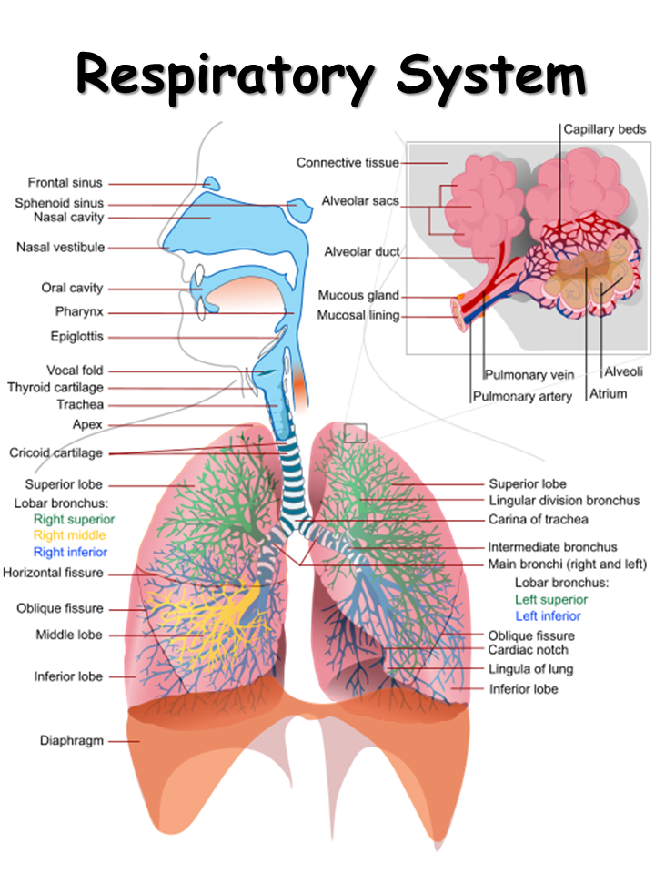 Respiratory System - Presentation Biology
