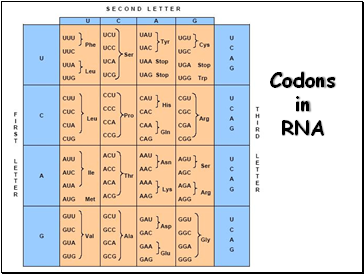Codons in RNA