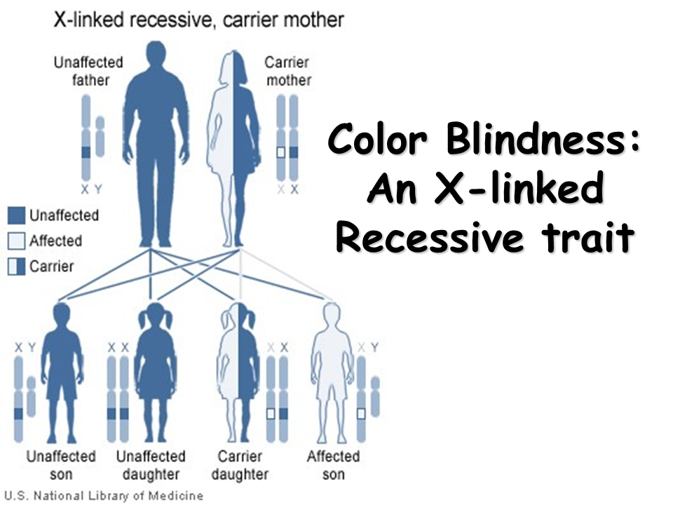 Sex Linked Traits Presentation Biology