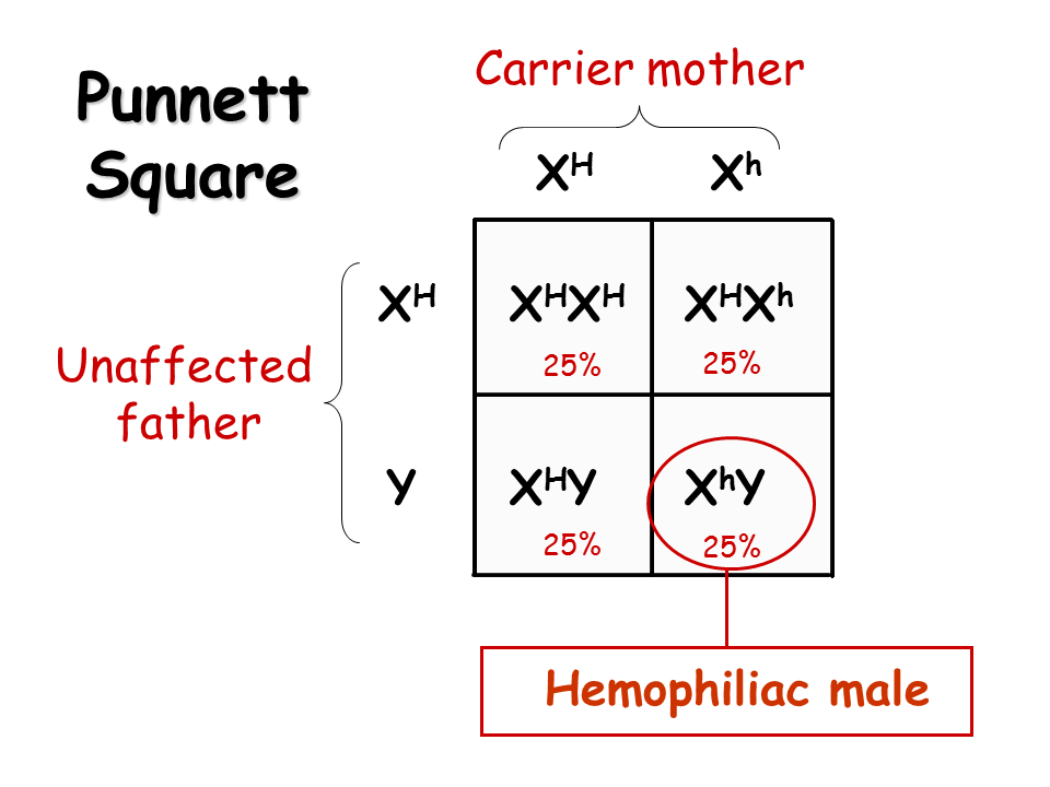 Color Blindness Punnett Square Blinds